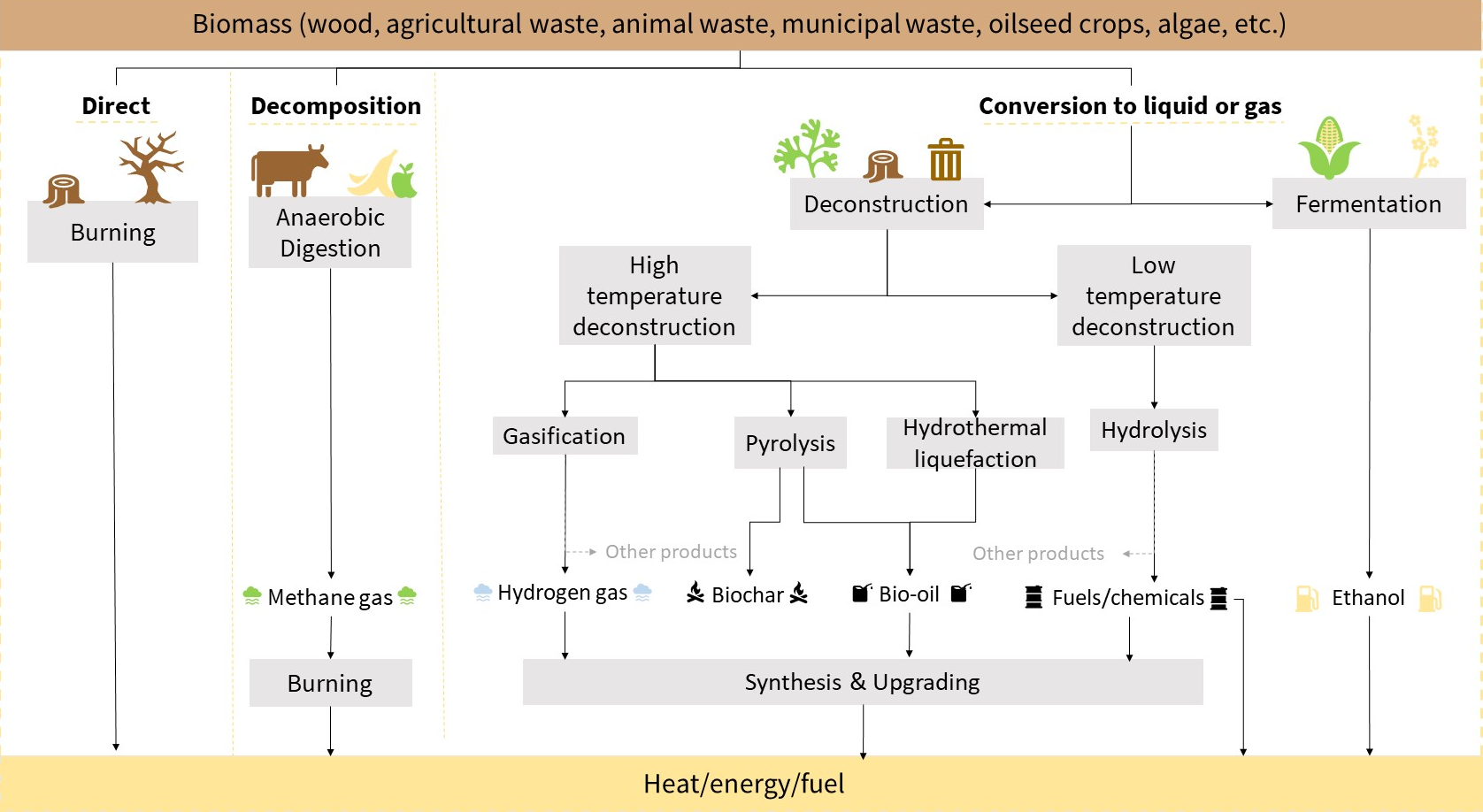 different biomass to biofuel conversion processes