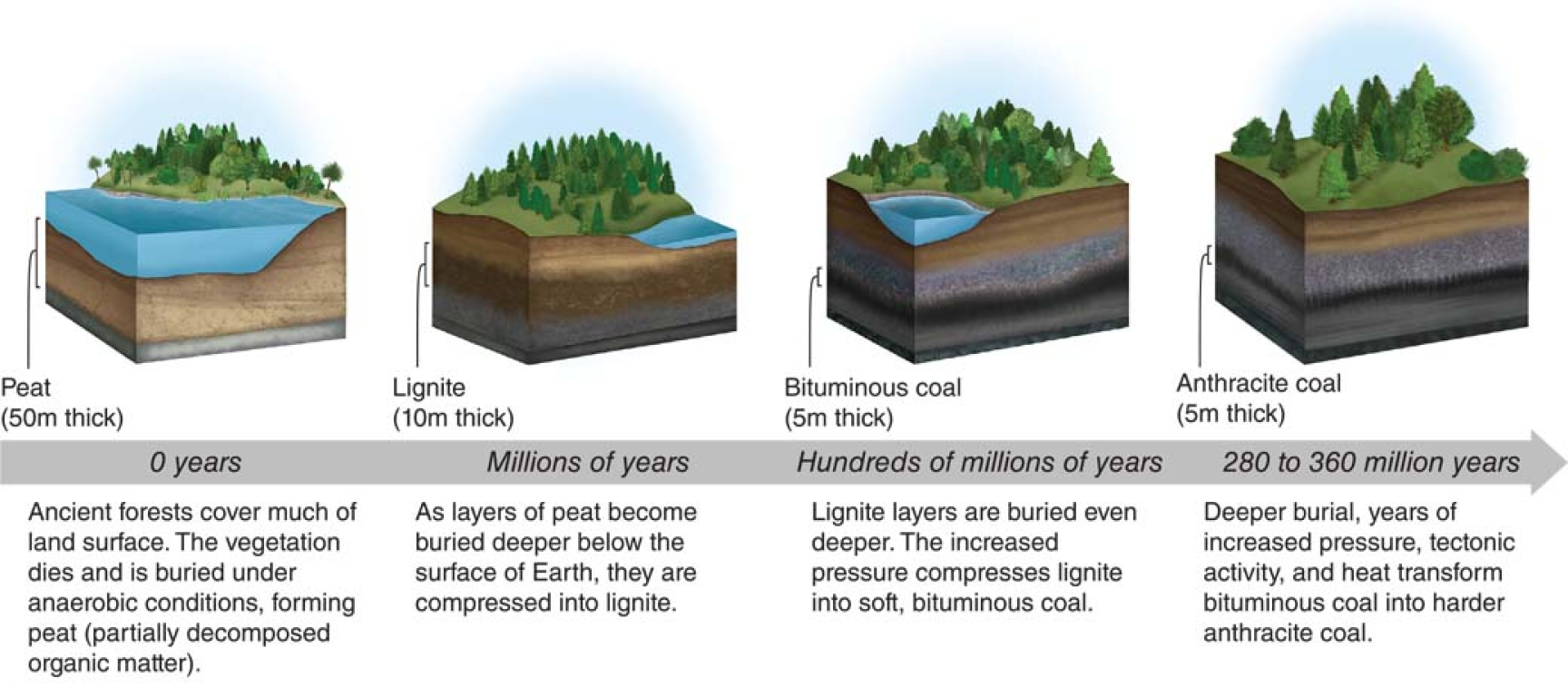 coal formation over time